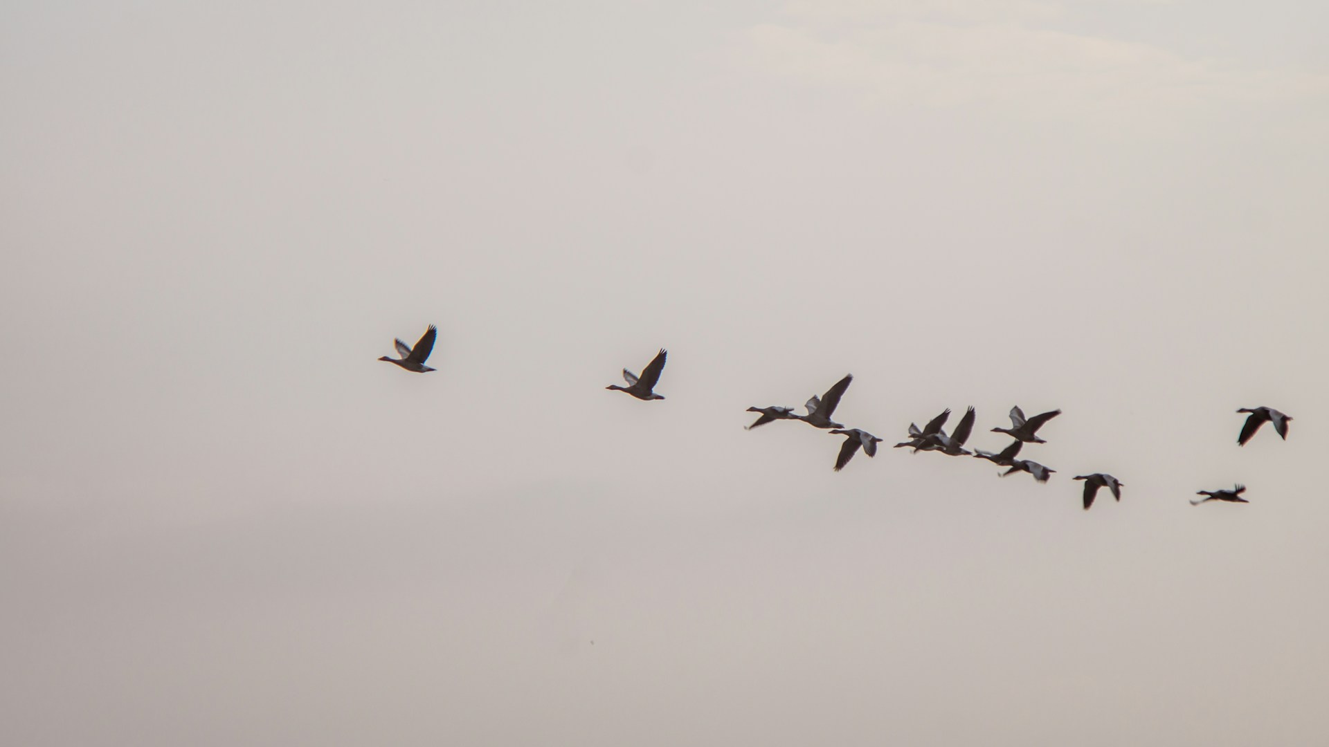 Distant flock of geese flying
